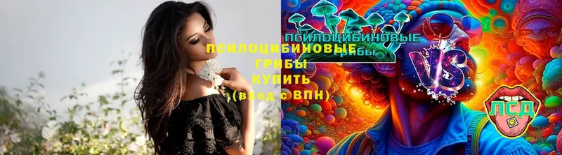 дарнет шоп  Старая Русса  Галлюциногенные грибы Cubensis 